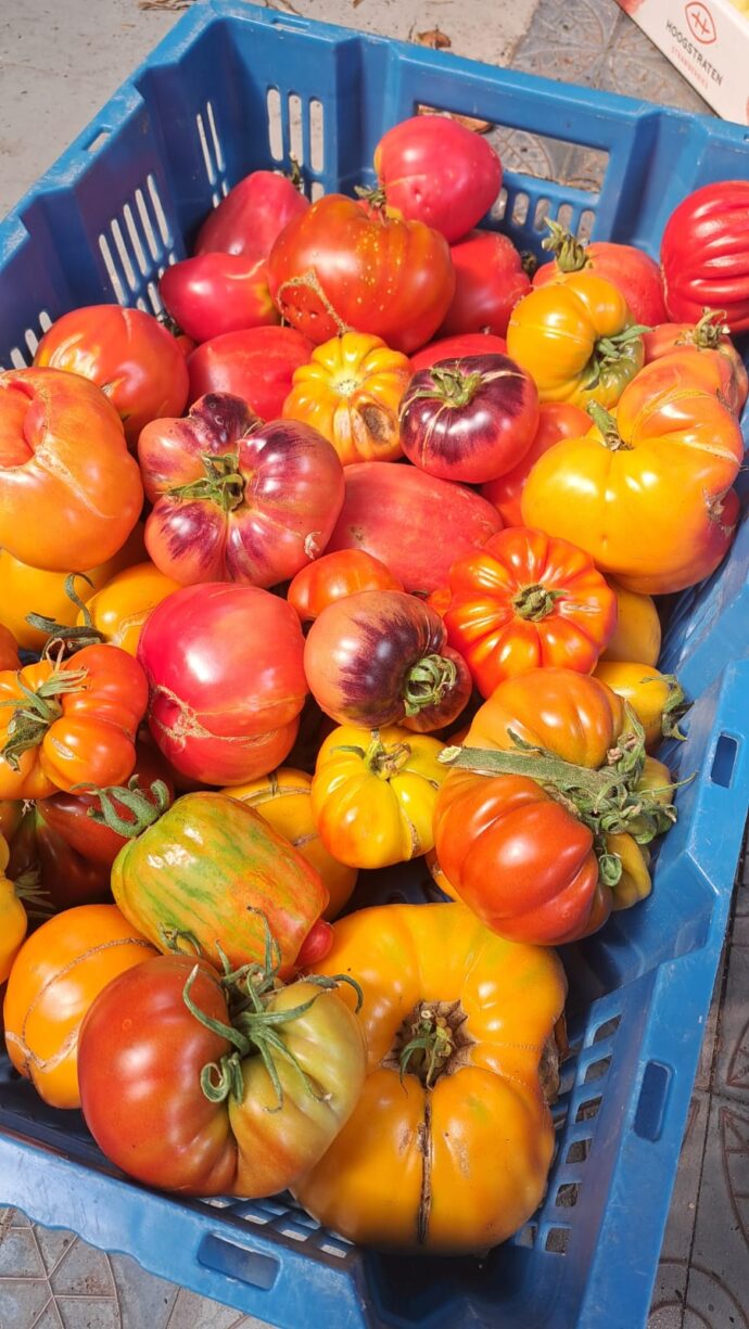 Tomaten - mix van soorten