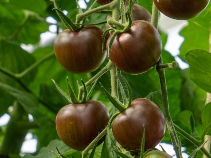 Plantgoed - Black cherry tomaat