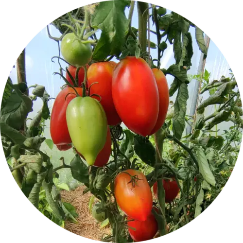 Plantgoed - Amish Paste tomaat