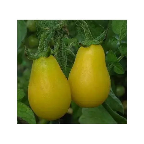 Plantgoed - Yellow submarine tomaat