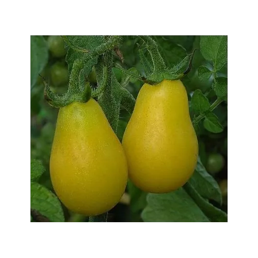 Plantgoed - Yellow submarine tomaat