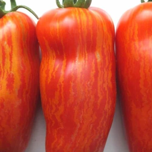 Plantgoed - speckled roman tomaat