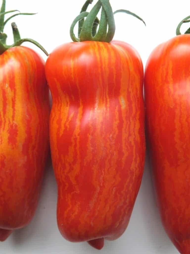 Plantgoed - speckled roman tomaat