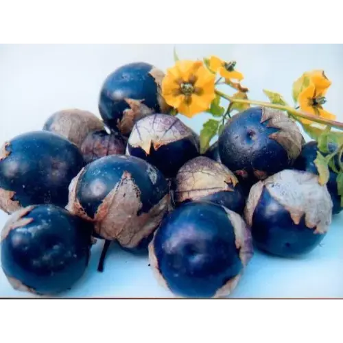 Plantgoed - Tomatillo paars
