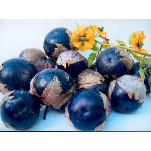 Plantgoed - Tomatillo paars