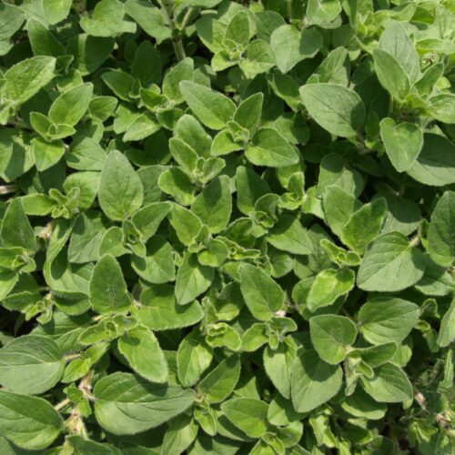 Plantgoed - oregano in pot (L)