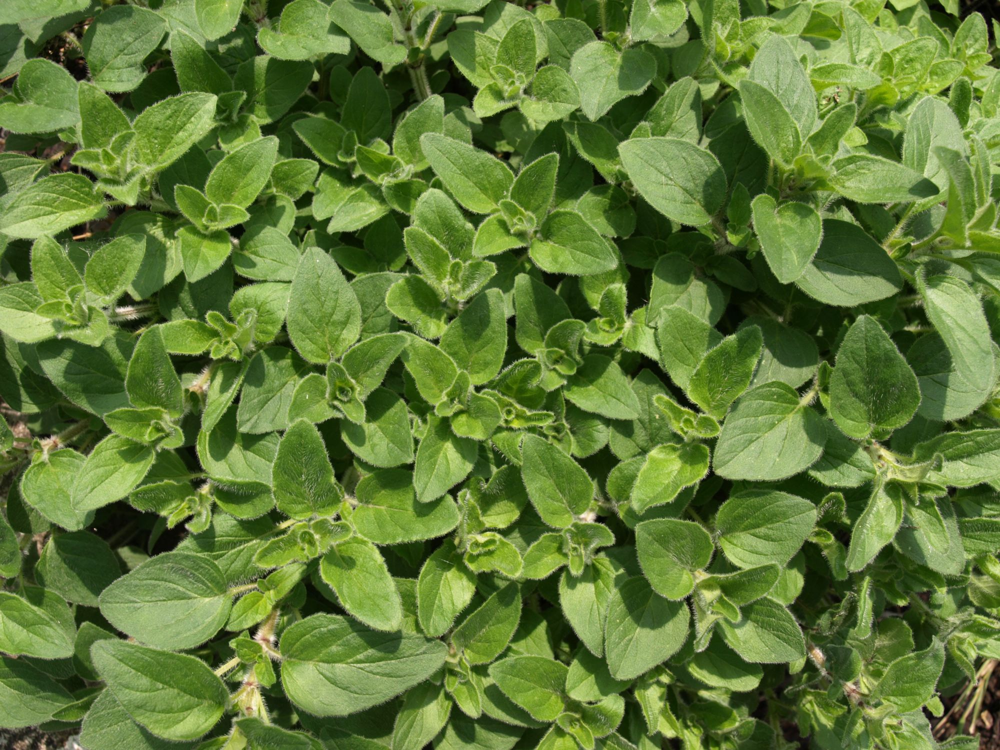 Plantgoed - oregano in pot (L)